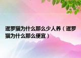 暹羅貓為什么那么少人養(yǎng)（暹羅貓為什么那么便宜）