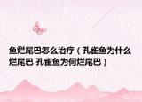 魚爛尾巴怎么治療（孔雀魚為什么爛尾巴 孔雀魚為何爛尾巴）