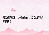 怎么養(yǎng)好一只貓貓（怎么養(yǎng)好一只貓）