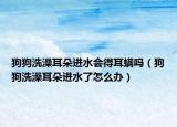 狗狗洗澡耳朵進(jìn)水會(huì)得耳螨嗎（狗狗洗澡耳朵進(jìn)水了怎么辦）