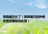 鸚鵡嘴巴長(zhǎng)了（鸚鵡嘴巴起腫瘤疙瘩皮癬如何處理）