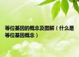 等位基因的概念及圖解（什么是等位基因概念）