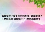 散尾葵葉子發(fā)干是什么原因（散尾葵葉子干枯怎么辦 散尾葵葉子干枯怎么補救）