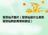 翡翠仙子圖片（翡翠仙是什么意思 翡翠仙鶴的寓意和象征）