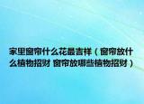 家里窗簾什么花最吉祥（窗簾放什么植物招財(cái) 窗簾放哪些植物招財(cái)）