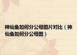 神仙魚如何分公母圖片對比（神仙魚如何分公母圖）