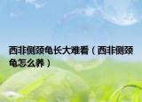 西非側(cè)頸龜長大難看（西非側(cè)頸龜怎么養(yǎng)）