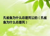 孔雀魚(yú)為什么總是死公的（孔雀魚(yú)為什么總是死）