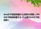 dna分子的結(jié)構(gòu)是什么結(jié)構(gòu)示意圖（DNA分子的結(jié)構(gòu)是什么 什么是DNA分子的結(jié)構(gòu)）