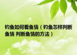 釣魚如何看魚情（釣魚怎樣判斷魚情 判斷魚情的方法）