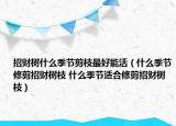 招財樹什么季節(jié)剪枝最好能活（什么季節(jié)修剪招財樹枝 什么季節(jié)適合修剪招財樹枝）