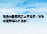狗狗老是舔毛怎么回事?。ü饭防鲜翘蛎趺椿厥拢? /></span></a>
                        <h2><a href=