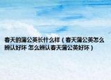 春天的蒲公英長什么樣（春天蒲公英怎么辨認(rèn)好壞 怎么辨認(rèn)春天蒲公英好壞）