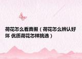 荷花怎么看真假（荷花怎么辨認好壞 優(yōu)質(zhì)荷花怎樣挑選）