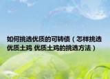 如何挑選優(yōu)質的可轉債（怎樣挑選優(yōu)質土雞 優(yōu)質土雞的挑選方法）