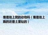蠶是地上爬的動物嗎（蠶是地上跑的還是土里鉆的）