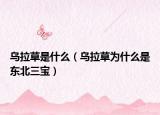 烏拉草是什么（烏拉草為什么是東北三寶）