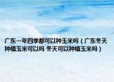 廣東一年四季都可以種玉米嗎（廣東冬天種植玉米可以嗎 冬天可以種植玉米嗎）