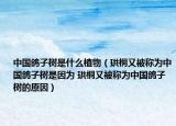 中國鴿子樹是什么植物（珙桐又被稱為中國鴿子樹是因為 珙桐又被稱為中國鴿子樹的原因）