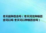 冬天能種百合嗎（冬天河北種植百合可以嗎 冬天可以種植百合嗎）