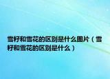 雪籽和雪花的區(qū)別是什么圖片（雪籽和雪花的區(qū)別是什么）