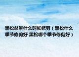 黑松盆景什么時(shí)候修剪（黑松什么季節(jié)修剪好 黑松哪個(gè)季節(jié)修剪好）