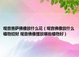 觀音菩薩佛像放什么花（觀音佛像放什么植物招財 觀音佛像擺放哪些植物好）
