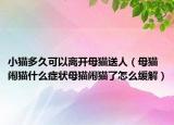 小貓多久可以離開(kāi)母貓送人（母貓鬧貓什么癥狀母貓鬧貓了怎么緩解）