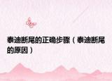 泰迪斷尾的正確步驟（泰迪斷尾的原因）