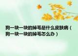 狗一塊一塊的掉毛是什么皮膚病（狗一塊一塊的掉毛怎么辦）