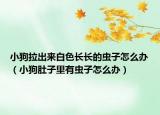 小狗拉出來(lái)白色長(zhǎng)長(zhǎng)的蟲(chóng)子怎么辦（小狗肚子里有蟲(chóng)子怎么辦）
