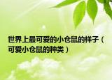 世界上最可愛的小倉鼠的樣子（可愛小倉鼠的種類）