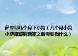 薩摩耶幾個月下小狗（幾個月小狗小薩摩耶到新家之后需要做什么）
