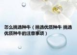 怎么挑選種牛（挑選優(yōu)質(zhì)種牛 挑選優(yōu)質(zhì)種牛的注意事項(xiàng)）