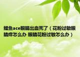 鯉魚ace眼睛出血死了（花粉過敏眼睛癢怎么辦 眼睛花粉過敏怎么辦）