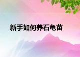 新手如何養(yǎng)石龜苗