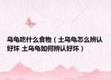 烏龜吃什么食物（土烏龜怎么辨認(rèn)好壞 土烏龜如何辨認(rèn)好壞）