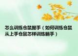 怎么訓(xùn)練倉鼠握手（如何訓(xùn)練倉鼠從上手倉鼠怎樣訓(xùn)練躺手）