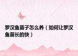 羅漢魚苗子怎么養(yǎng)（如何讓羅漢魚苗長的快）