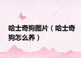 哈士奇狗圖片（哈士奇狗怎么養(yǎng)）