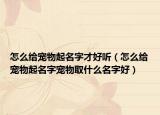 怎么給寵物起名字才好聽（怎么給寵物起名字寵物取什么名字好）