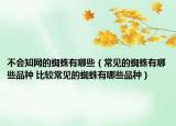 不會(huì)知網(wǎng)的蜘蛛有哪些（常見的蜘蛛有哪些品種 比較常見的蜘蛛有哪些品種）