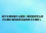 胡子長得快是什么原因（剛買的茶怎么養(yǎng)才長得好 剛買的茶花如何養(yǎng)才長得好）