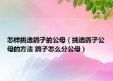 怎樣挑選鴿子的公母（挑選鴿子公母的方法 鴿子怎么分公母）