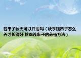 錢串子秋天可以扦插嗎（秋季錢串子怎么養(yǎng)才長(zhǎng)得好 秋季錢串子的養(yǎng)殖方法）