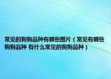 常見的狗狗品種有哪些圖片（常見有哪些狗狗品種 有什么常見的狗狗品種）