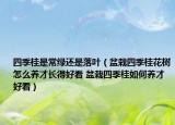 四季桂是常綠還是落葉（盆栽四季桂花樹怎么養(yǎng)才長得好看 盆栽四季桂如何養(yǎng)才好看）