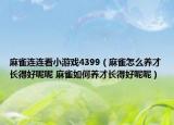 麻雀連連看小游戲4399（麻雀怎么養(yǎng)才長(zhǎng)得好呢呢 麻雀如何養(yǎng)才長(zhǎng)得好呢呢）