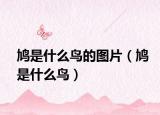 鳩是什么鳥(niǎo)的圖片（鳩是什么鳥(niǎo)）
