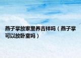 燕子掌放家里養(yǎng)吉祥嗎（燕子掌可以放臥室嗎）